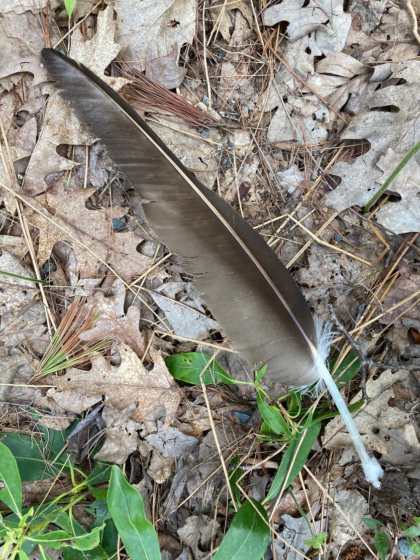 Found a fine feather in the forest? Find out what species might have sported it by using the U.S. Fish & Wildlife Service’s handy identification tool, the Feather Atlas, at www.fws.gov/lab/featheratlas/idtool.php.